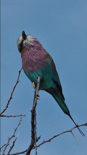 European roller at Etosha National Park in Namibia.