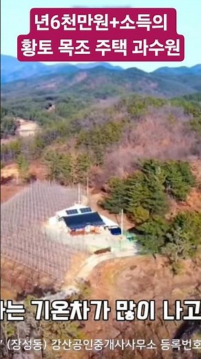 년6천만원+소득의 황토 목조 주택과 사과·자두 과수원 #경북부동산 #과수원 #급매물