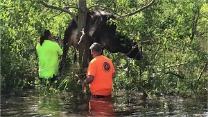 Cow wedged in tree from flooding caused by Hurricane Ida