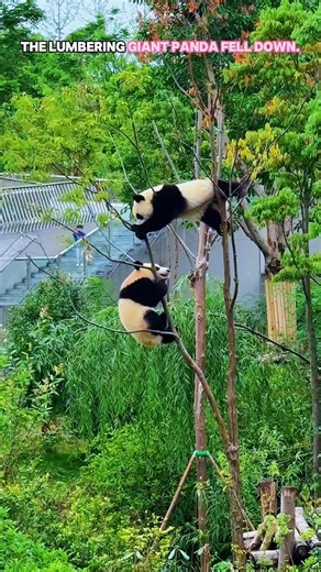 The lumbering giant panda fell from the tree.