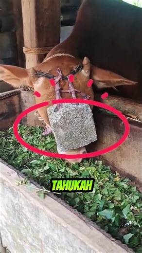 Why Is a Stone Attached to the Cow’s Head?Here’s the Reason!