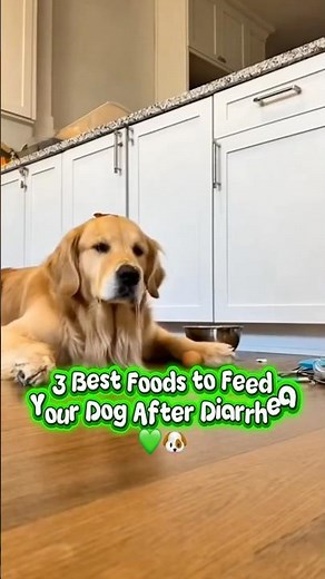 3 Best Foods to Feed Your Dog After Diarrhea (Vet Approved) 🐶💚