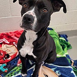 Greeneville, TN - American Pit Bull Terrier/Labrador Retriever. Meet Zura (Azura) a Pet for Adoption - AdoptaPet.com