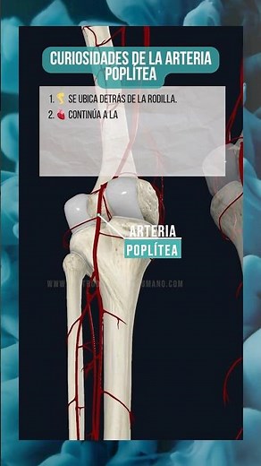 4 CURIOSIDADES DE LA ARTERIA POPLÍTEA. #anatomia #anatomiafacil #rodilla #arterias #cuerpo