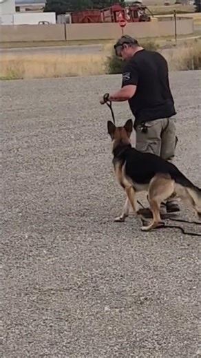 German shepherd training