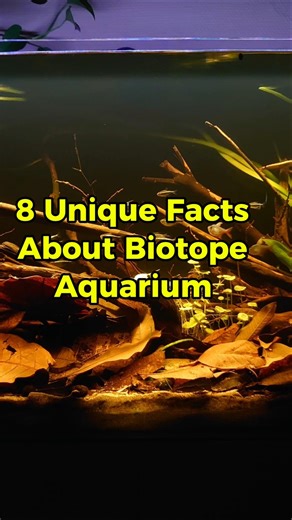 biotope aquarium facts #aquarium #aquascapegallery #biotope
