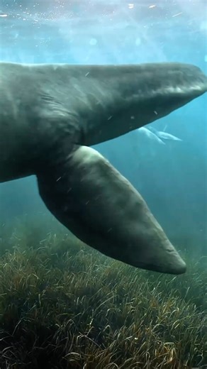 40K views · 419 reactions | Elasmosaurus was a large marine reptile...