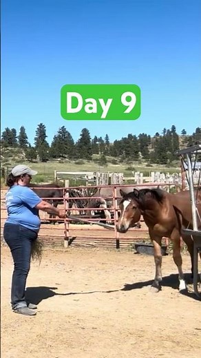 Gentling Wild Mustang | Target Training