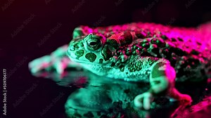 Acid pink ground toad close-up, night shot under neon light. Frog breathing and looking at camera. Amazing amphibian blinks eyes, stirs nostrils, macro. Dark background.