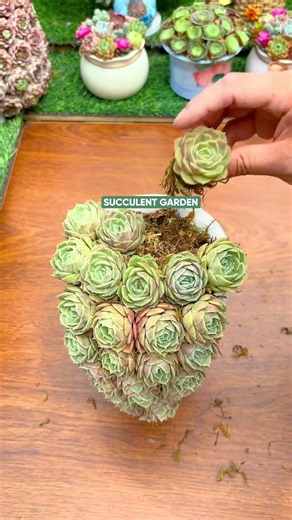 How to Make a Stunning Succulent Arrangement ✨🪴