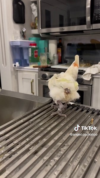 Dancing Cockatoos: Watch These Funny Birds Have a Dance Party