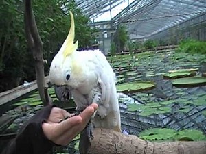 コバちゃんのおしゃべり