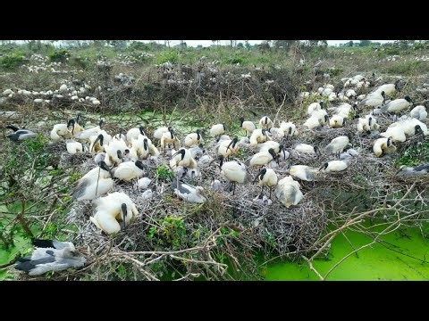 133-Baby Birds in the Amazon Receive Tender Feeding from Parents