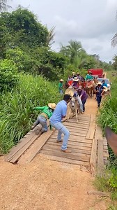 12K views · 846 reactions | Quem piscou não viu. O Natal 2024 já passou 來 #cavalo #muares #pecuaria #cowboy #fail | Nosso Quintal | Facebook