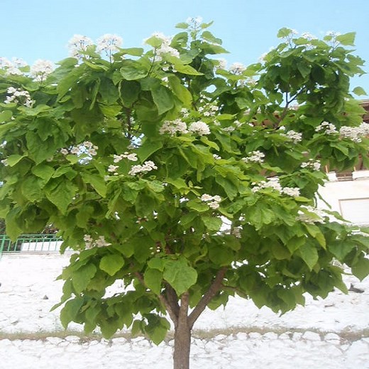 ÁRBOL CATALPA: CARACTERÍSTICAS, CUIDADOS Y MUCHO MÁS