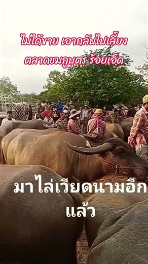 Chasing the Vietnamese away again #CattleMarket #ChomphuButrCattleMarket #RoiEt #ChomphuButr #Vie...