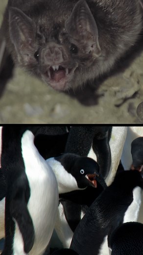 The real-life rivalry of bats and penguins