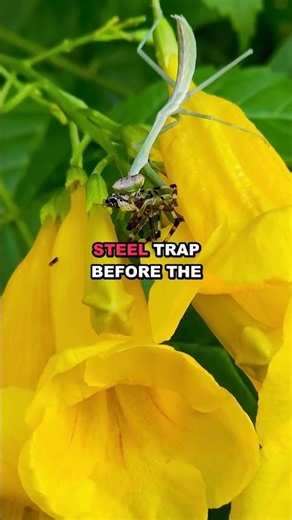 The Insect That Kills Birds: Praying Mantis Ambush Caught on Camera