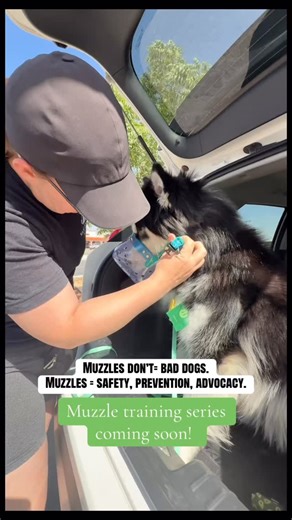Kates Kanines ✨ on Instagram: "Muzzles are one of the most misunderstood tools in dog ownership. A dog does not need a bite history to benefit from a muzzle. They’re used for safety, stress reduction, prevention, and advocacy especially in high-stress environments like vet visits, injuries, pain, or unfamiliar handling. From a psychological standpoint, stress lowers a dog’s bite threshold. Even the most stable dogs can react when: • They’re in pain • They’re restrained • They’re overwhelmed • Th