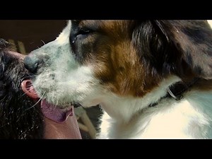 St Bernard Behind the Scenes | Dog Video for Kids | 20 Dogs