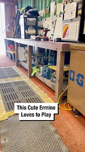 This Cute Ermine Loves to Play! | Wrestling News