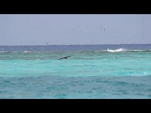 Short-tailed albatross chick on Midway Atoll makes its first flight out to sea. May 23, 2023