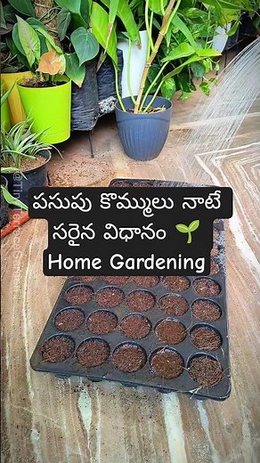 Planting Turmeric Rhizomes 🌱 Grow Your Own Organic Turmeric!
