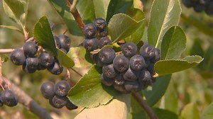 You Can Grow It: Aronia berries