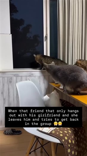 @angry_cats_daily on Instagram: "Follow: @angry_cats_daily"