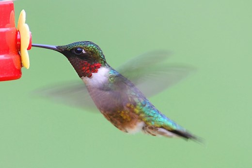 Sugar Water for Hummingbirds 101