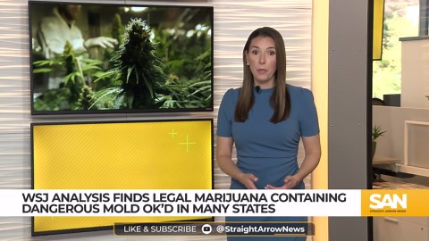States approve legal marijuana despite containing dangerous mold: WSJ