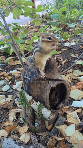 Careful little chippie around strangers#parkchipmunk #adorable #chipmunk #cute #chippie