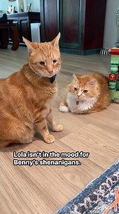 191K views · 6.1K reactions | Benny is a little trouble maker and sometimes the other cats won’t be in the mood to play. These two don’t ever fight, but Lola told him she wasn’t happy with him and he understood. #orangetabby #cats #catlife #mycatbenny | Mycatbenny | Facebook