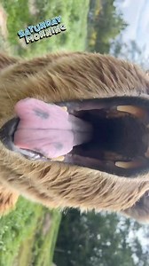 4K views · 67 reactions | Olympic Game Farm on Reels | Facebook