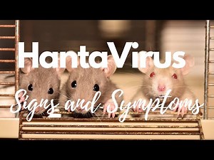Early Signs and Symptoms of Hantavirus Pulmonary Syndrome HPS - What is Hantavirus (hps) | Symptoms