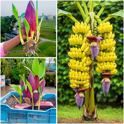35K views · 405 reactions | How to grow banana plant at home from banana heart || Tips & tricks for home planting | Rana Craft | Facebook
