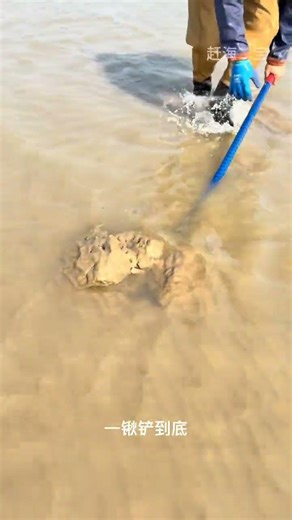 Catch the Best Clams When the Tide Recedes: The Ultimate Guide