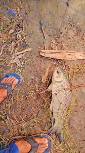 1.2K views | Hitman Fish | Kolkata Fishing | Facebook