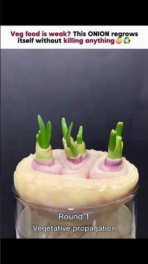 Science Behind an Onion That Regrows