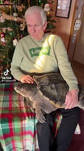 If you haven't watched this gentleman, pretty amazing with his pet snapping turtle Snappy that he raised most of his life. It still has the power to take off a finger but has never bitten him. Pretty cool and amazing... but I will pass on petting...😳😳 Video Credit: @snappysdad Tik Tok | Timmy Horton Outdoors