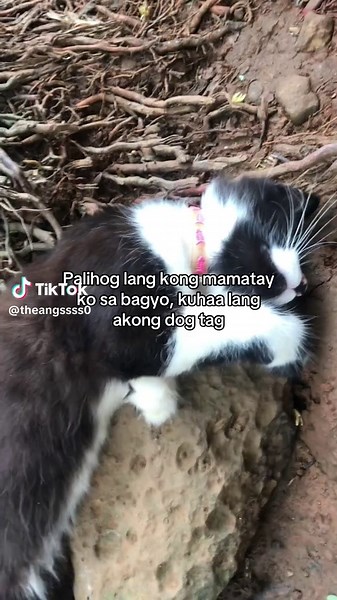 Understanding Dog Tags: Significance and Uses