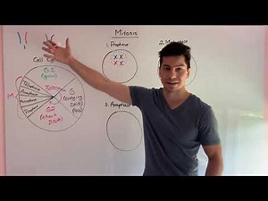 Keystone Biology Test Review 9 - Mitosis