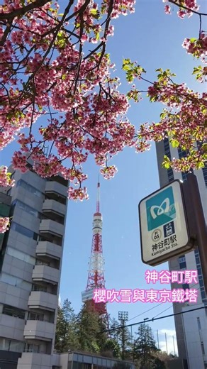 神谷町駅櫻吹雪與東京鐵塔 #櫻吹雪 #櫻花 #桜 #桜吹雪 #東京 #東京鐵塔 #tokyotower #tokyo #日本
