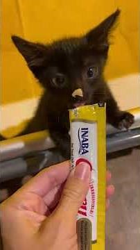 Couple Goes To Lowe’s For Soil And Comes Home With A Cat | The Dodo