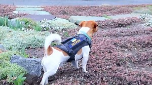 443K views · 10K reactions | David Muir reports on Ukrainian President Zelenskyy presenting a medal to the courageous bomb-sniffing Jack Russell terrier named Patron and his handler. https://abcn.ws/3O3B47R | ABC World News Tonight with David Muir | Facebook