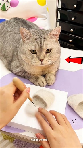 Owner Made Slippers From Cat Fur 😻✨