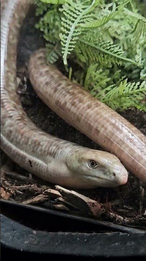 Meet the Beautiful Legless Lizard — Nature’s Serpent Lookalike 🦎