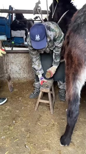 Satisfying Donkey Hoof Cleaning 🫏 | Extreme Farm Rescue (USA) #DonkeyHoof #HoofCleaning #FarmTok #USATikTok #SatisfyingVideo