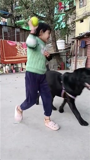 cute toffee 🐶 playing with ball🥎#shotsvideo #treding