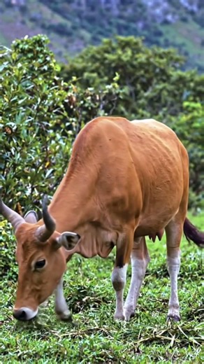 🌿 Rare Female Banteng Emerges from the Bush to Graze in the Mountains #Shorts